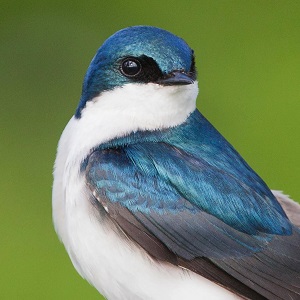 مرکز رهایی پرستو